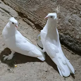 kepderi кепдери голуб