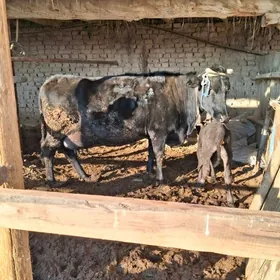 саглык сыгыр