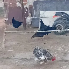 karlik kohnik yaş horaz