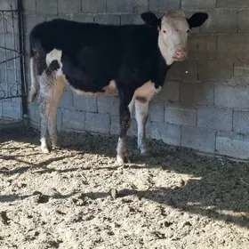 Golişdeÿin öküz tüwe