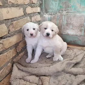 В добрые руки