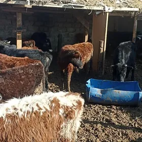 öküzçe tüwe öküz göle