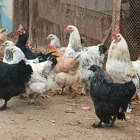 brama bolgar towuklar