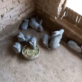 welikan towşan Çagasy