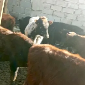 öküzçe tüwe öküz göle