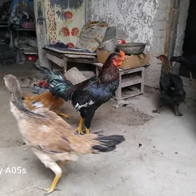 хораз товук