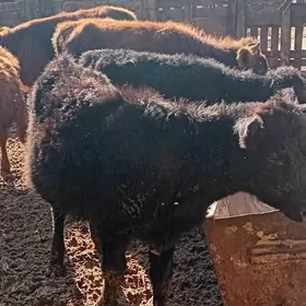 öküzçe tüwe öküz göle