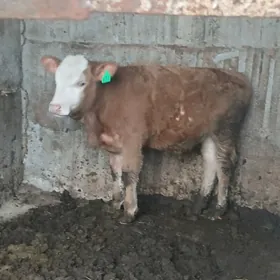 kelek simntal öküz