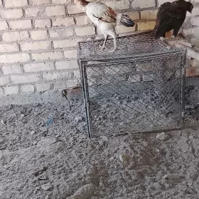 baes tovuk topak satylyar