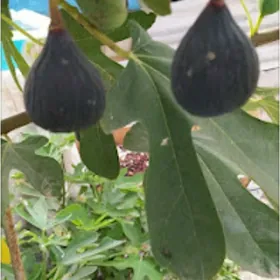 Инжир Injir nahaly