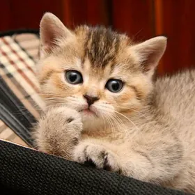 Золотая тикированная шиншилла