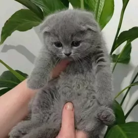 Шотландская плюшевая девочка