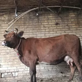 голели сыгыр