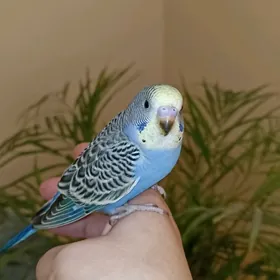 ручной волнистый попугай