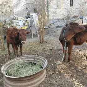 Сатлык унажынлар!