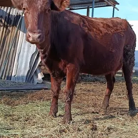 krasny stipnoy goleli sygyr