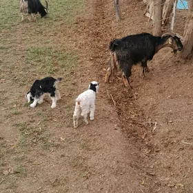 гечи овлаклы