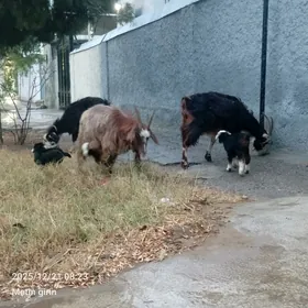 Owlakly Geçi 3 sani