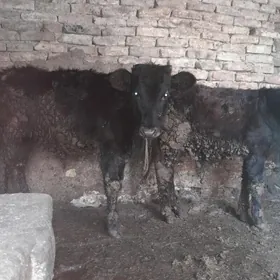 elin òyde bakyda Duran òkuzler