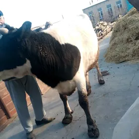 местный голштейн