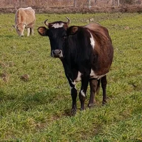 arginal tohum mallar