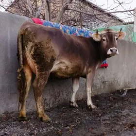 Tohum Süÿytly sygyr