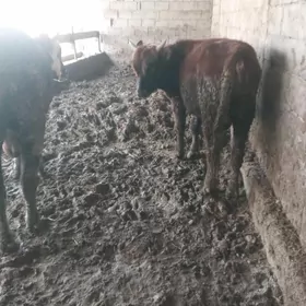 okuz 3sany gowy zatl