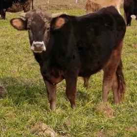 howure saklajaga okuz