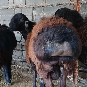 Gisar bakylan goyunlar