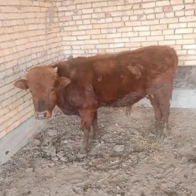 БАКЛЫК ОКУЗ