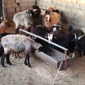 cewisler hem tokgyllar