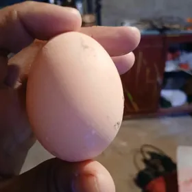 baýsy towyk gowy ýumurtgaberýä