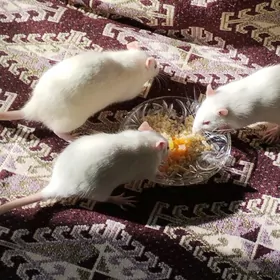 декоративные крысята