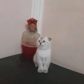 чистокровные шотландцы