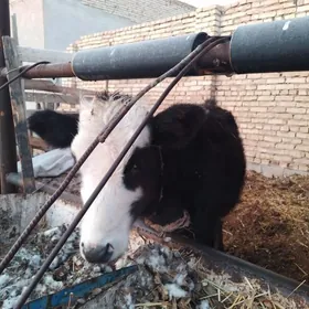 пардну унаджын