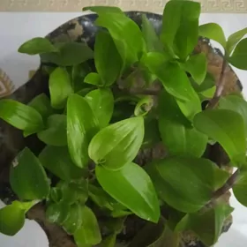 Домашний цветок