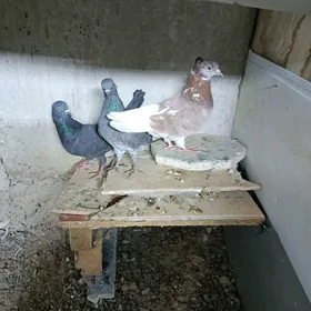 kepderi, голуби