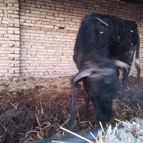 пародну унаджын