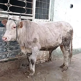 Simental gibrit okuz