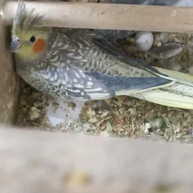 Karella Карелла