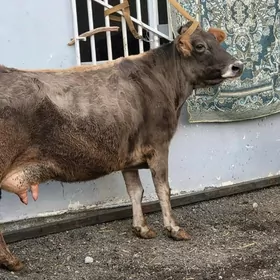 arginal golelisygyr maledinjeg