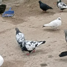 gowy guslar gowy guslar