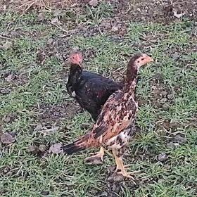 байтсов хораз товук