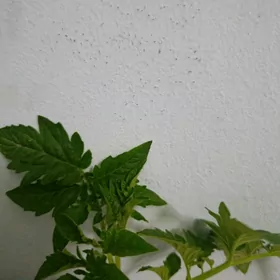 помидор нахал