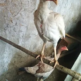 ташкент маки