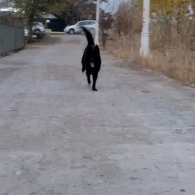 НЕМЕЦКАЯ ОВЧАРКА