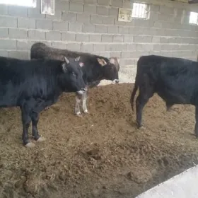 öküz 3sany bakylan