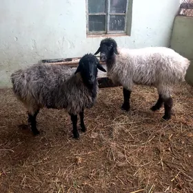 Goýun.Öweç.Erkeçler