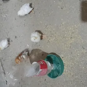 juje lohman sendi brawun