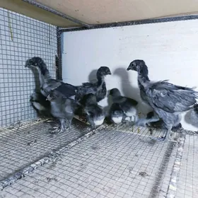 Jerseý gigan gök jüýjeleri